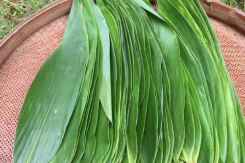 粽子叶是竹叶吗