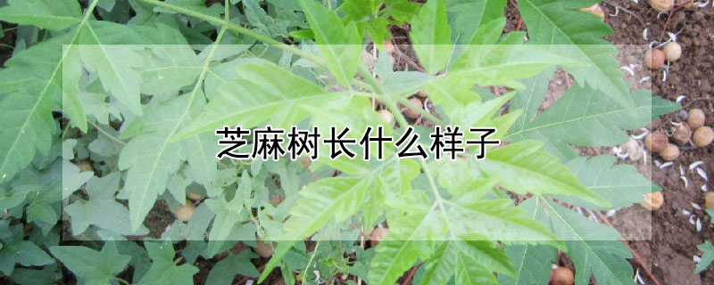 芝麻树长什么样子（芝麻树长什么样子的）
