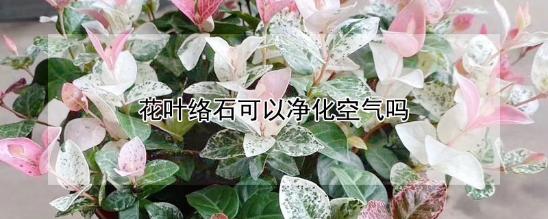 花叶络石可以净化空气吗 花叶络石养护