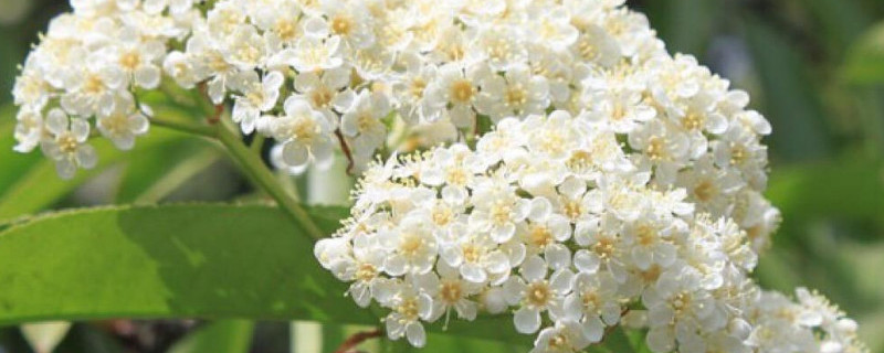 石楠花什么时候开 石楠花什么时候开过敏