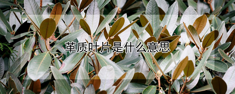 革质叶片是什么意思（乔木多革质叶片是什么意思）