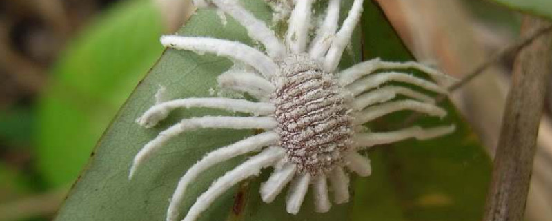 蚧壳虫怎样彻底消灭 花上的蚧壳虫怎样彻底消灭