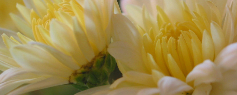 刚移栽的菊花怎么护理 刚移栽的菊花怎么护理好