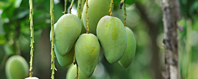 芒果催芽方法 芒果催芽方法