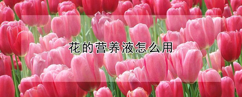 花的营养液怎么用 水培花的营养液怎么用