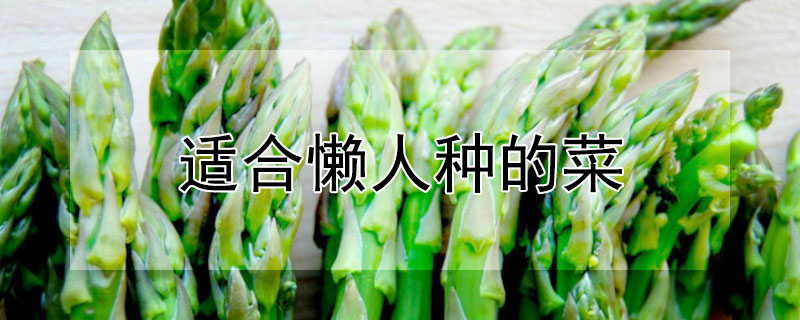 适合懒人种的菜（适合懒人种的菜有哪些）