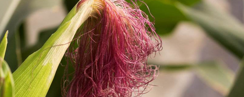 金麦须是什么（金麦须是什么东西）