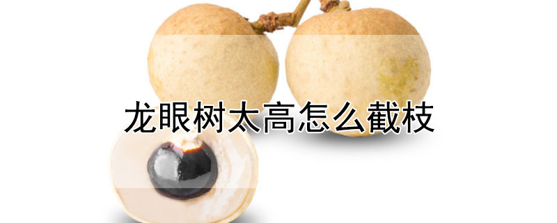 龙眼树太高怎么截枝（龙眼树太高怎么截枝图片）