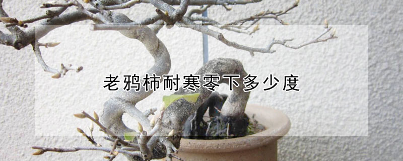 老鸦柿耐寒零下多少度（老鸦柿耐寒零下多少度可以活）