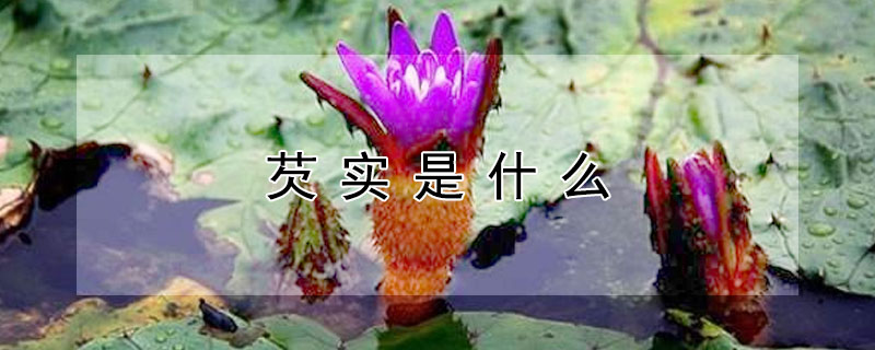 芡实是什么（芡实是什么味道）