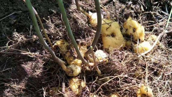 黄精是什么样子 黄精是什么样子的图片