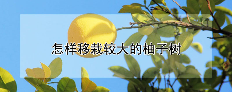 怎样移栽较大的柚子树 怎样移栽较大的柚子树呢