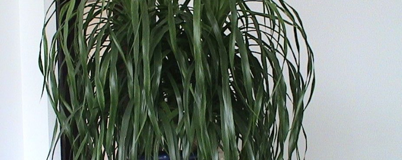 龙须树叶子打卷原因（龙须树的树叶咋都卷了）