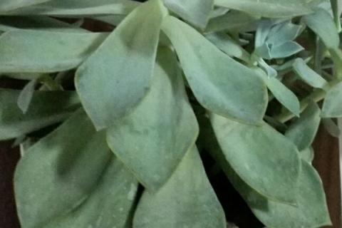 多肉叶子皱皱了怎么办