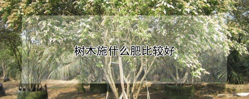 树木施什么肥比较好（树木施什么肥料好）