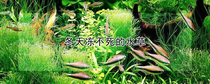 冬天冻不死的水草 冬天冻不死的水草常绿植物