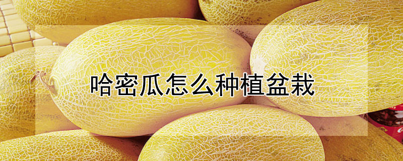 哈密瓜怎么种植盆栽（哈密瓜种植盆栽种植视频）