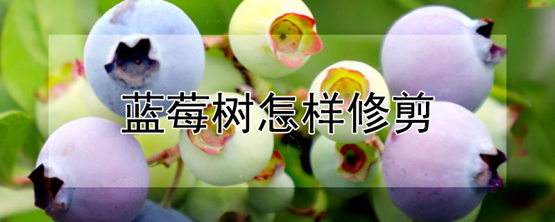 蓝莓树怎样修剪 蓝莓树怎样修剪,什么时候修剪合适?