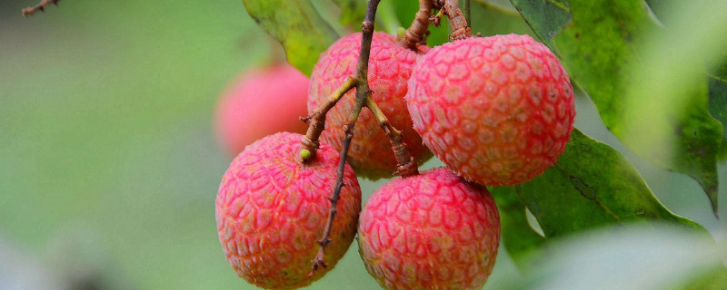 荔枝怎么催花 荔枝怎么催花更香