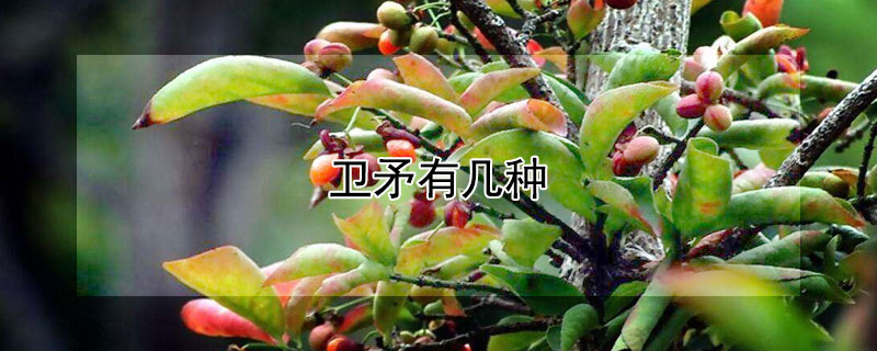 卫矛有几种 卫矛属于什么