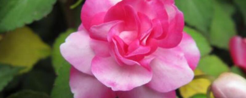 丽格海棠不开花是怎么回事（丽格海棠花不开花怎么办）