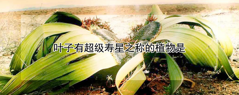 叶子有超级寿星之称的植物是（叶子有超级寿星之称的植物是什么植物）