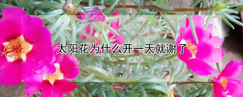 太阳花为什么开一天就谢了 太阳花为什么开一天就谢了第二天还会开吗