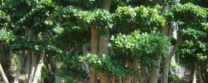 户外榕树怎样过冬 榕树怎么过冬天