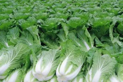 白菜种子怎么来的