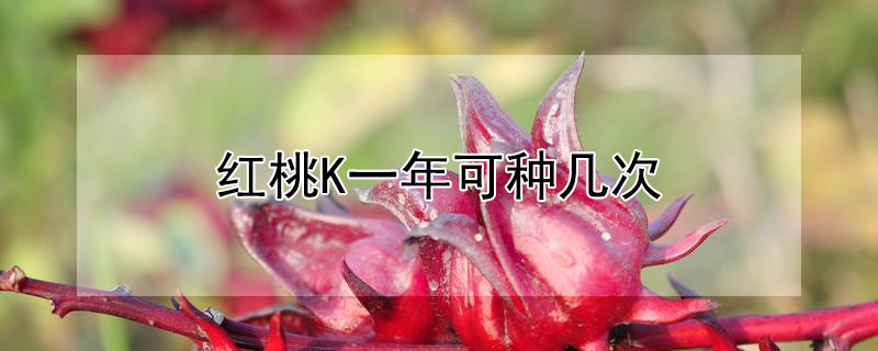 红桃K一年可种几次 红桃k一年可种几次植物