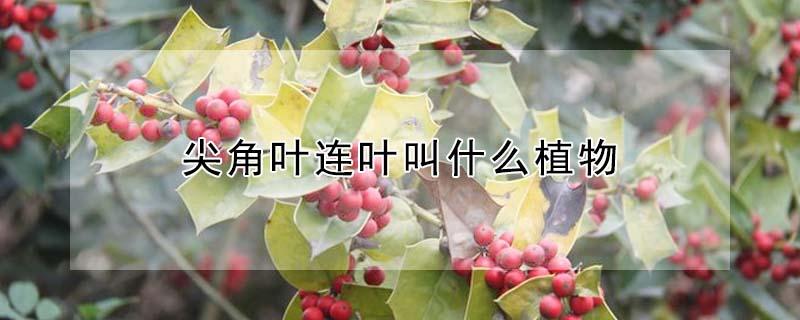 尖角叶连叶叫什么植物（尖叶植物种类）