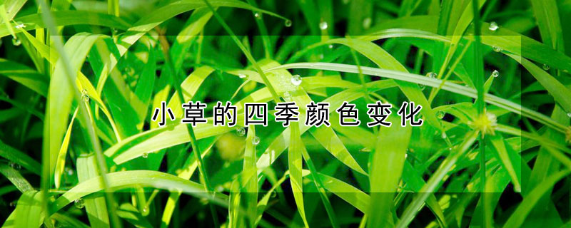 小草的四季颜色变化（小草的四季颜色变化过程）