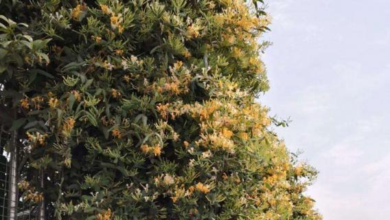 爬墙植物 爬墙植物四季常绿的有哪些