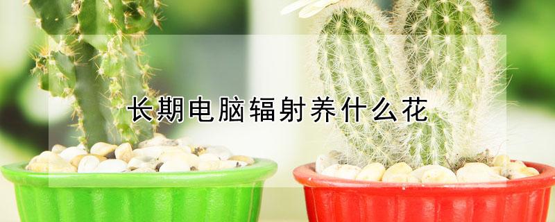 长期电脑辐射养什么花（电脑辐射养什么花好）