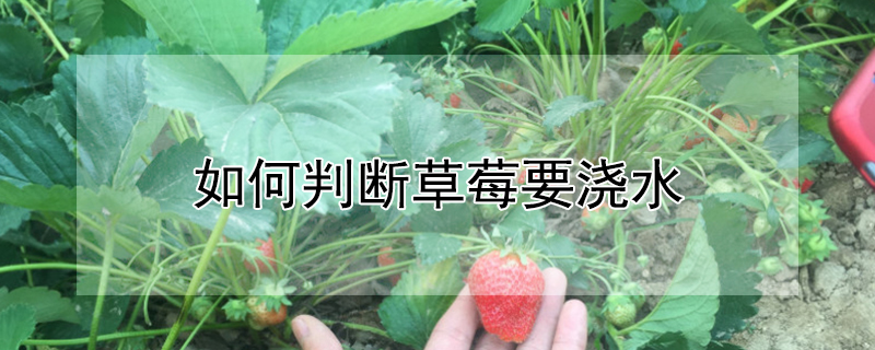 如何判断草莓要浇水（如何判断草莓要浇水没）