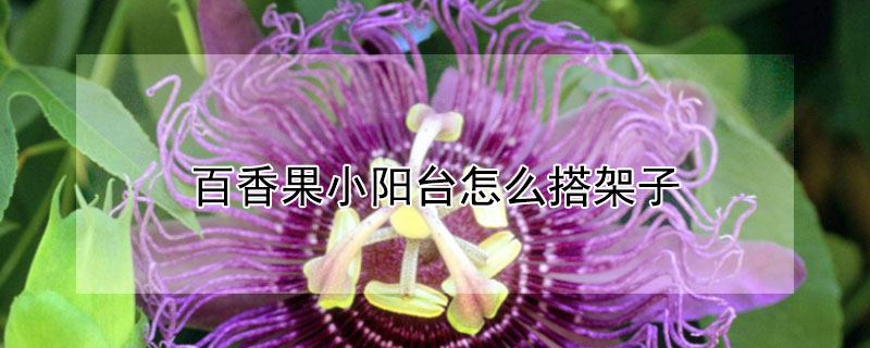 百香果小阳台怎么搭架子 百香果小阳台怎么搭架子好看