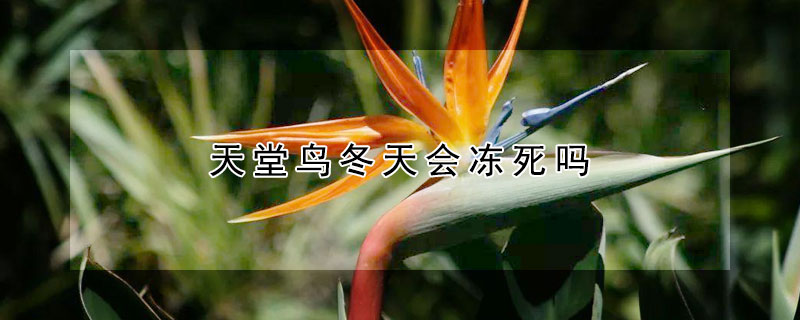 天堂鸟冬天会冻死吗（天堂鸟冬天会冻死吗）