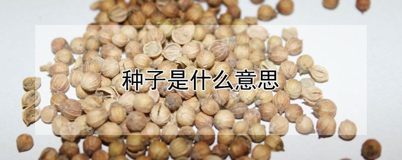 种子是什么意思（我的世界种子是什么意思）