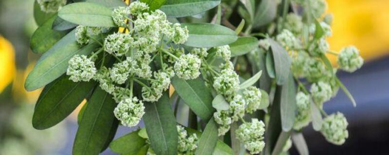 糖胶树花为什么那么臭 糖胶树花那么臭怎么办