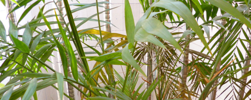 凤尾竹换盆后怎样浇水（凤尾竹换盆后怎样浇水最好）