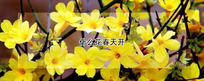 什么花春天开 什么花春天开花