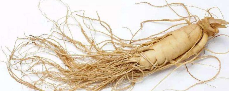 人参种类（人参种类及功效）