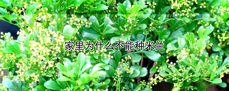 家里为什么不能种米兰 家里能种米兰吗