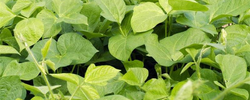 红豆种子发芽几天可以看出来（红豆种子发芽要几天）