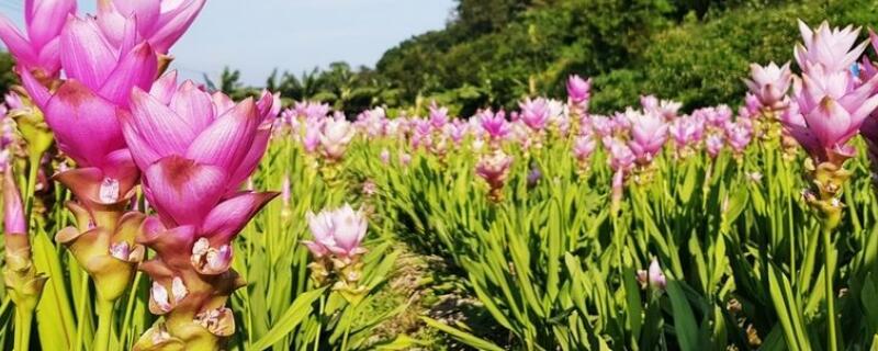 姜荷花花苞干枯是什么原因（姜荷花花朵干枯什么原因）