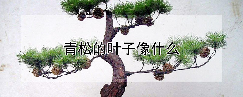 青松的叶子像什么（青松的叶子像什么比喻句）