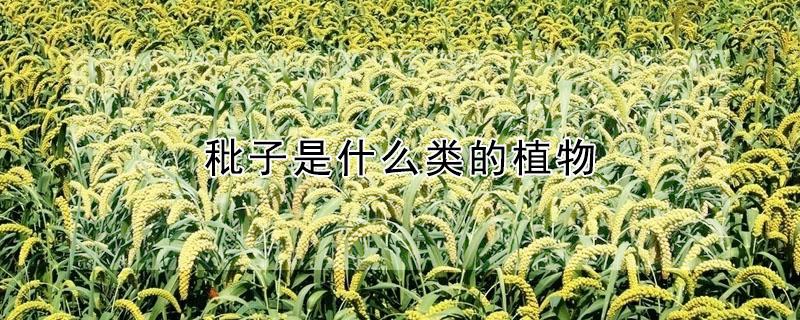 秕子是什么类的植物 秕子是什么类的植物呢