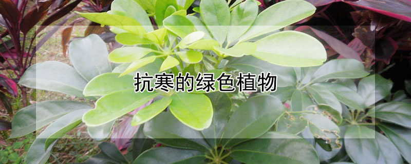 抗寒的绿色植物 抗寒的绿色植物