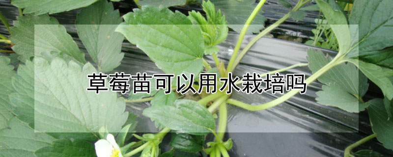 草莓苗可以用水栽培吗 草莓苗可以用水栽培吗图片