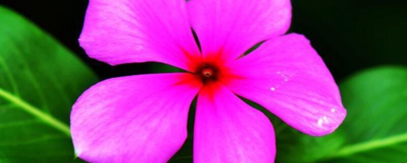 五叶梅叶子为什么勾卷（五瓣梅叶子卷了怎么办好）